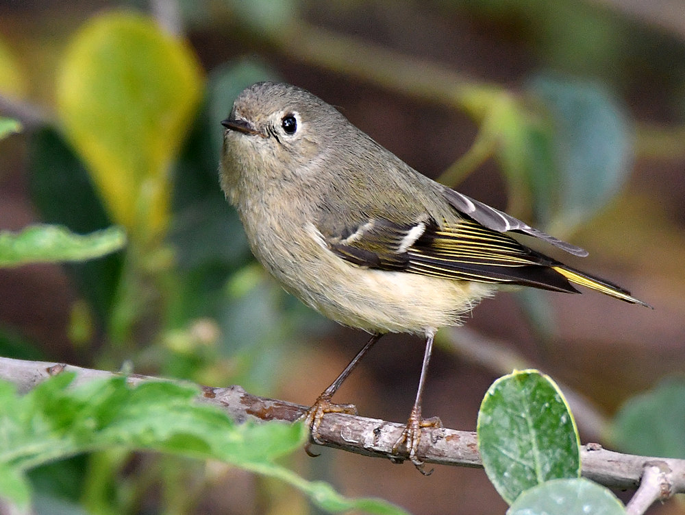 Vireo4.jpg