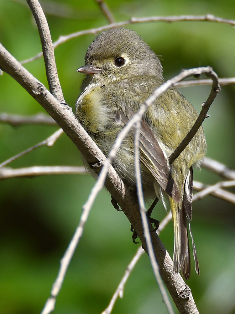 Vireo4.jpg