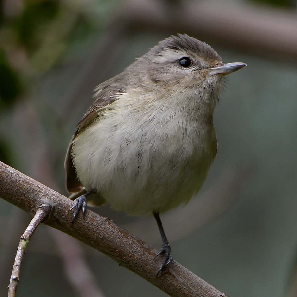 Vireo4.jpg