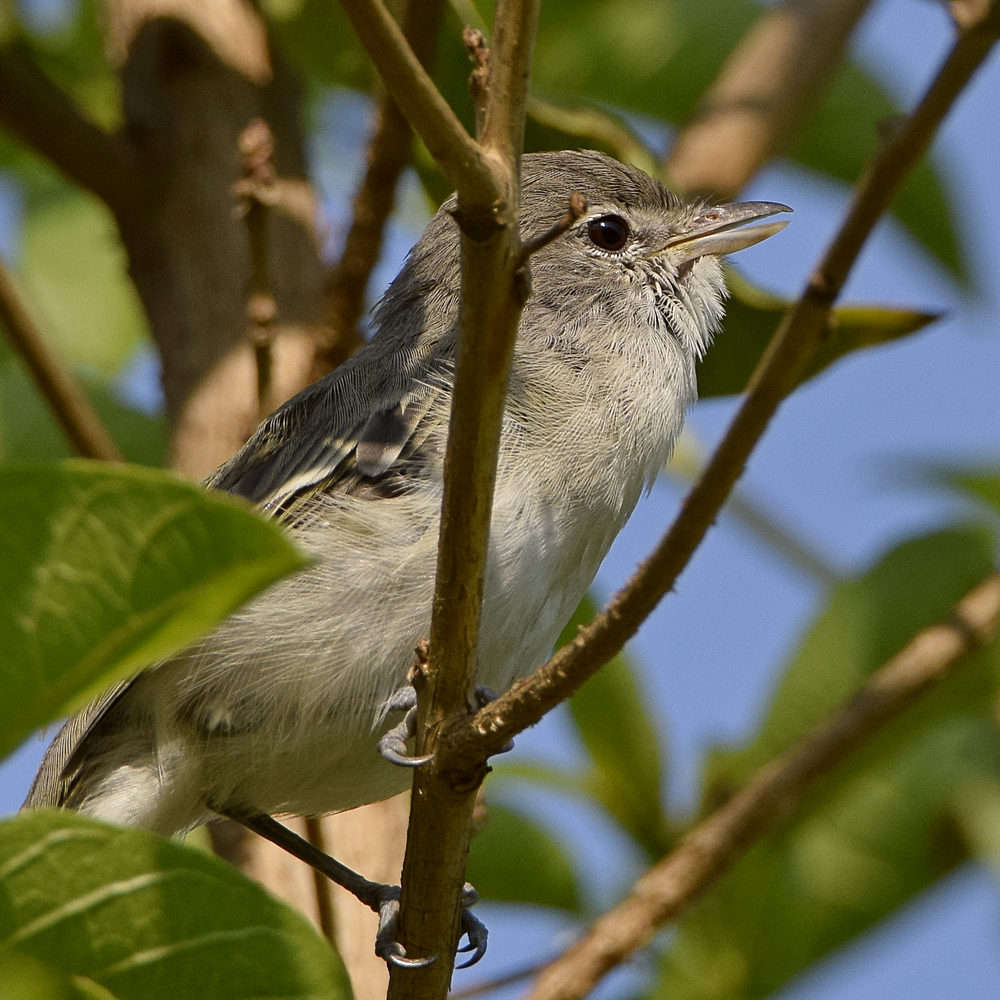 Vireo4.jpg
