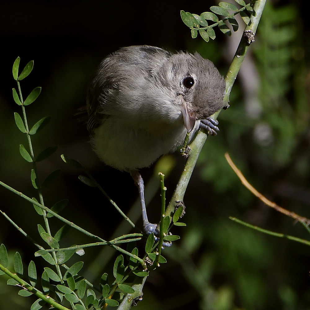 Vireo4.jpg