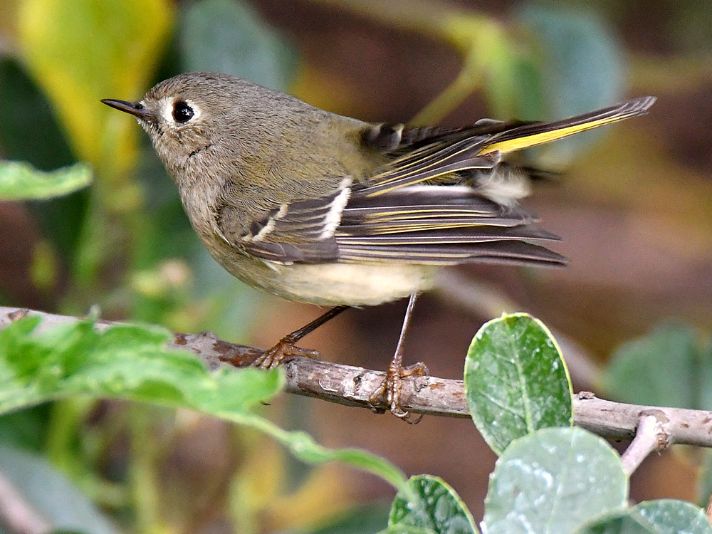 Vireo5.jpg