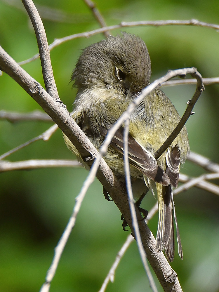 Vireo5.jpg