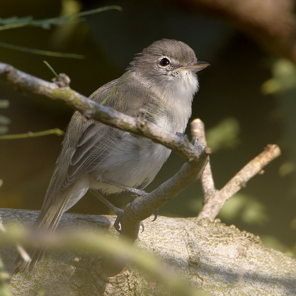 Vireo5.jpg