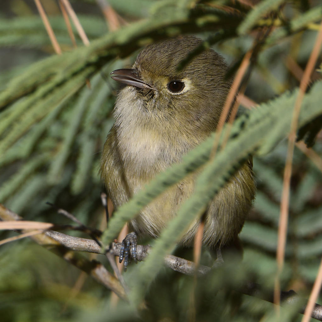 Vireo5.jpg
