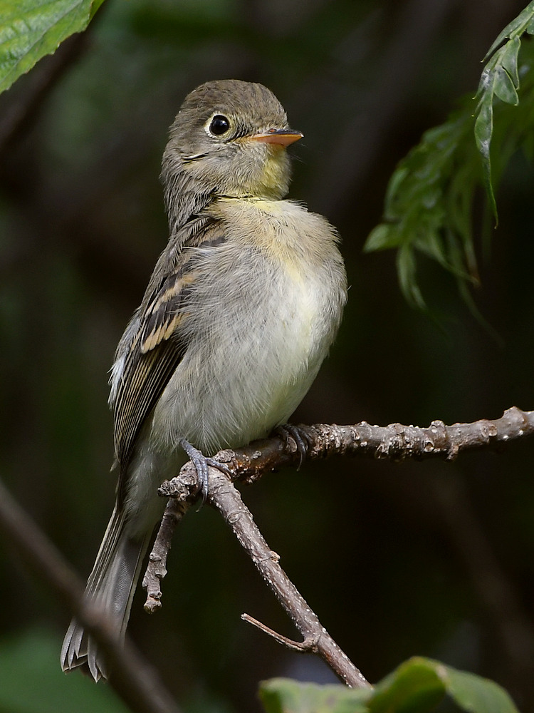 Vireo6.jpg