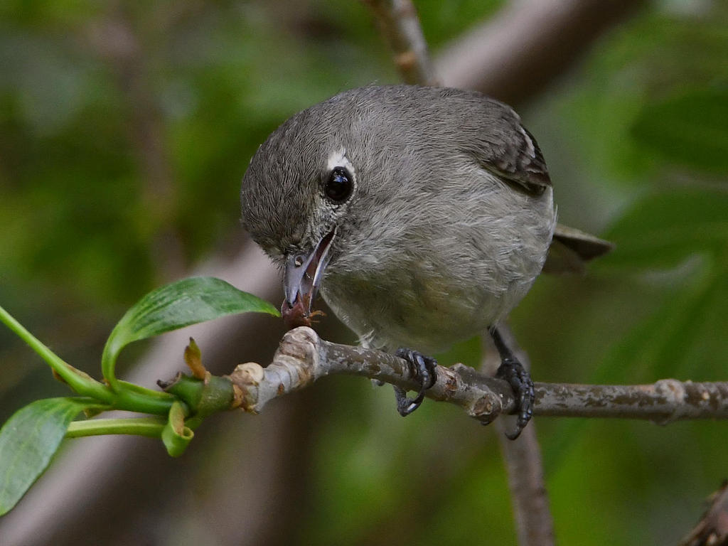 Vireo6.jpg