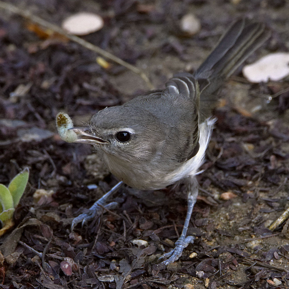 Vireo7.jpg