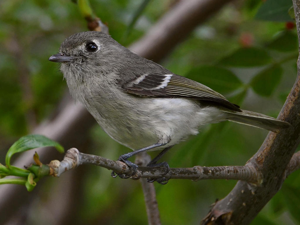 Vireo7.jpg