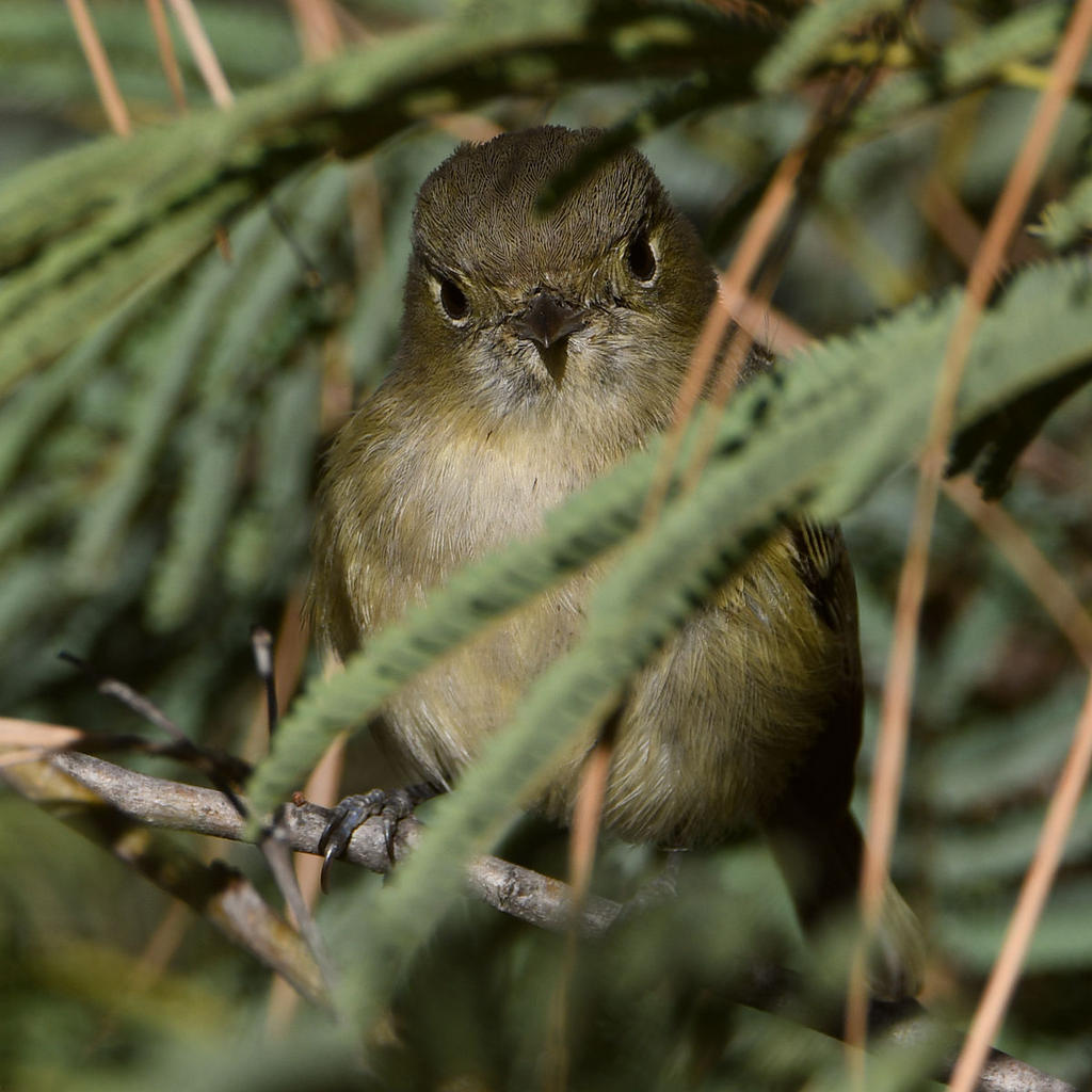 Vireo7.jpg