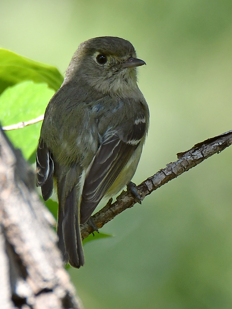 Vireo8.jpg