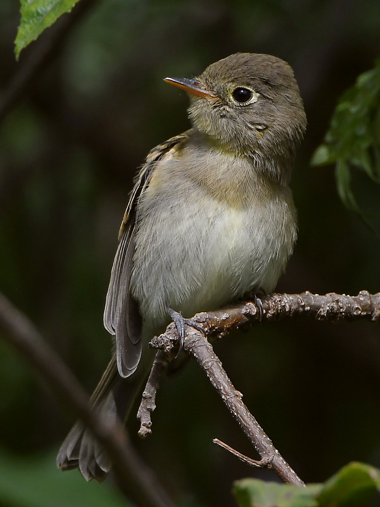 Vireo8.jpg