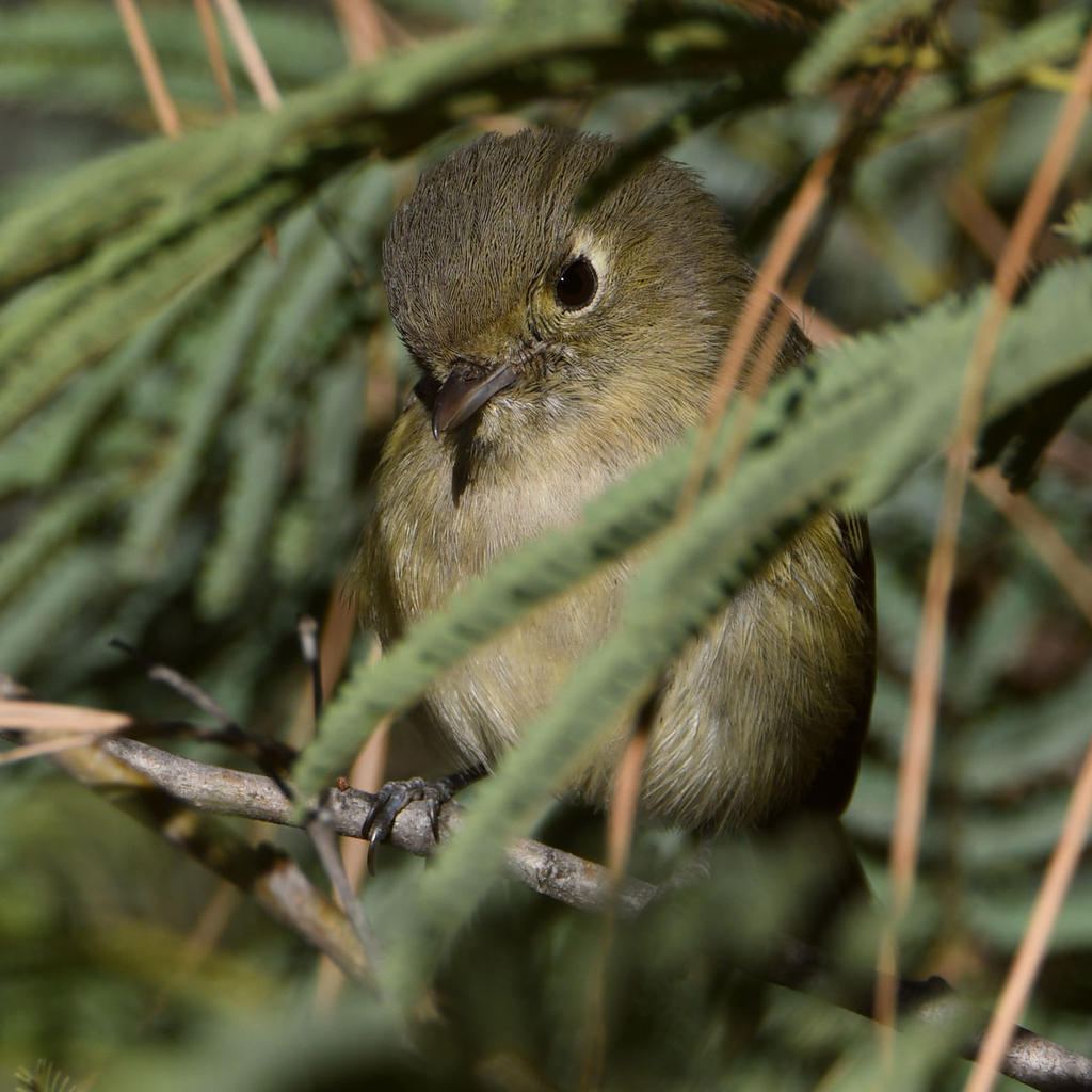 Vireo8.jpg