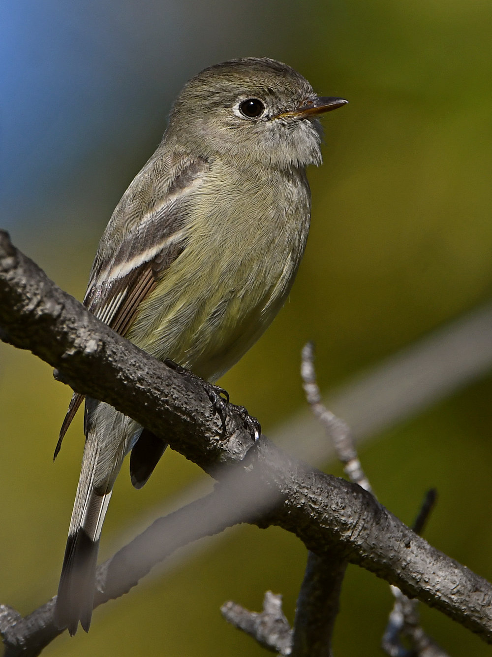 Vireo8.jpg