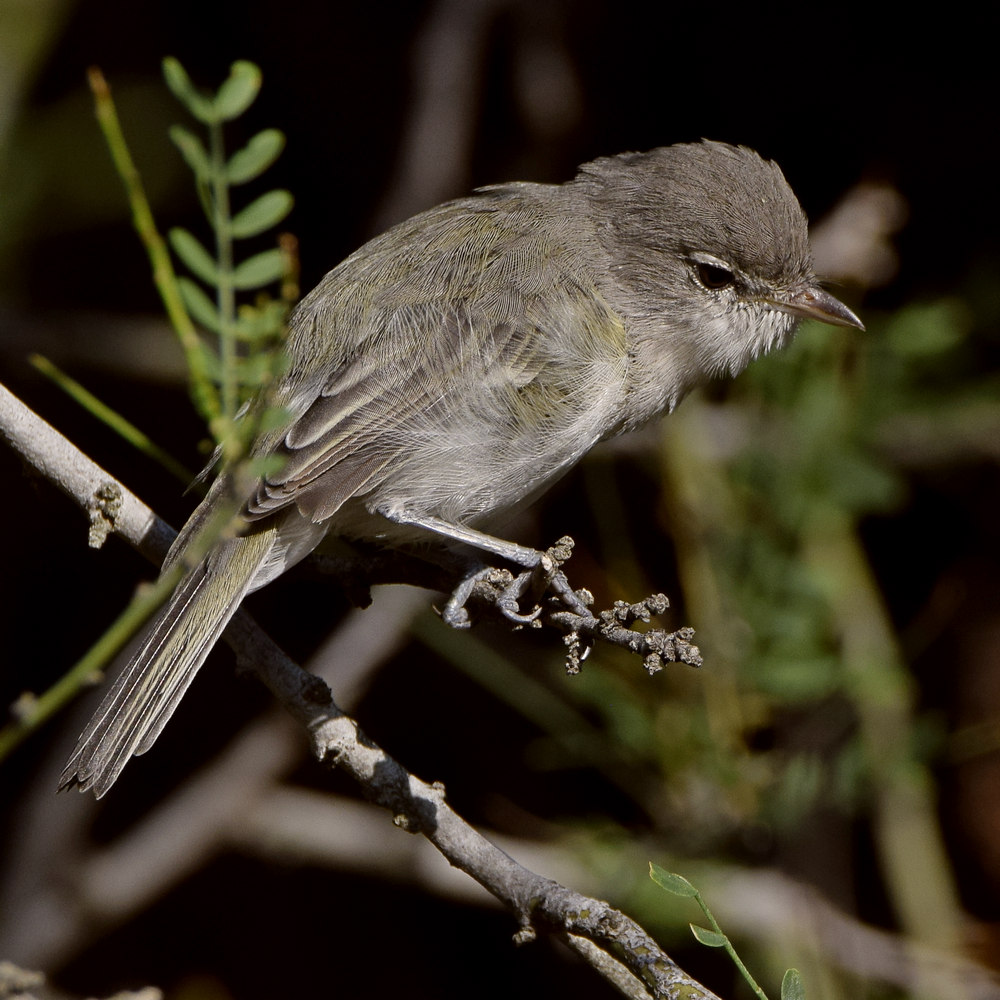 Vireo9.jpg
