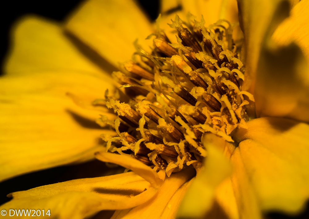 Vivid Yellow (1 of 1).jpg