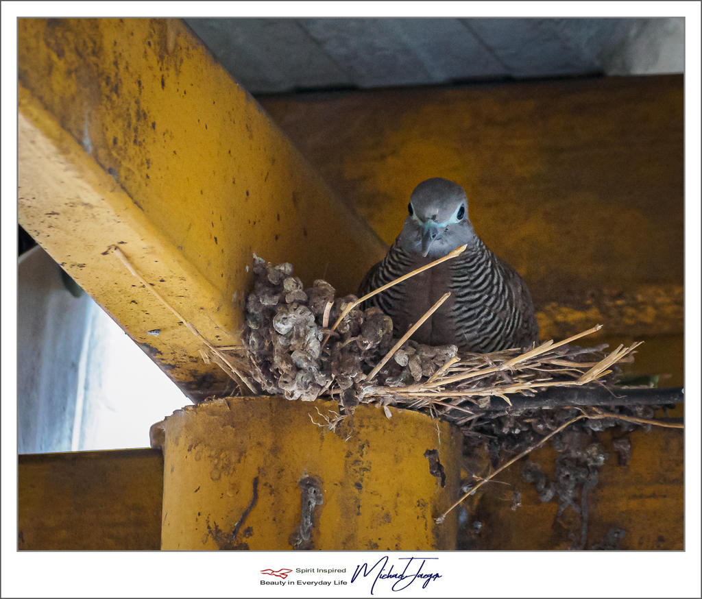 vogel-bird-1.jpg