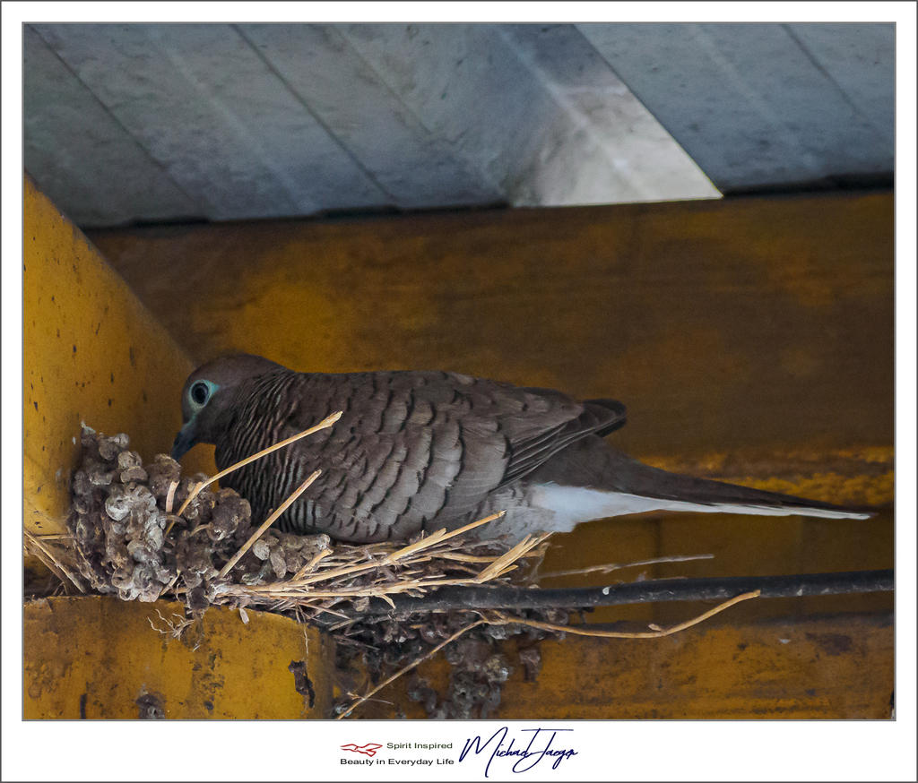 vogel-bird-3.jpg