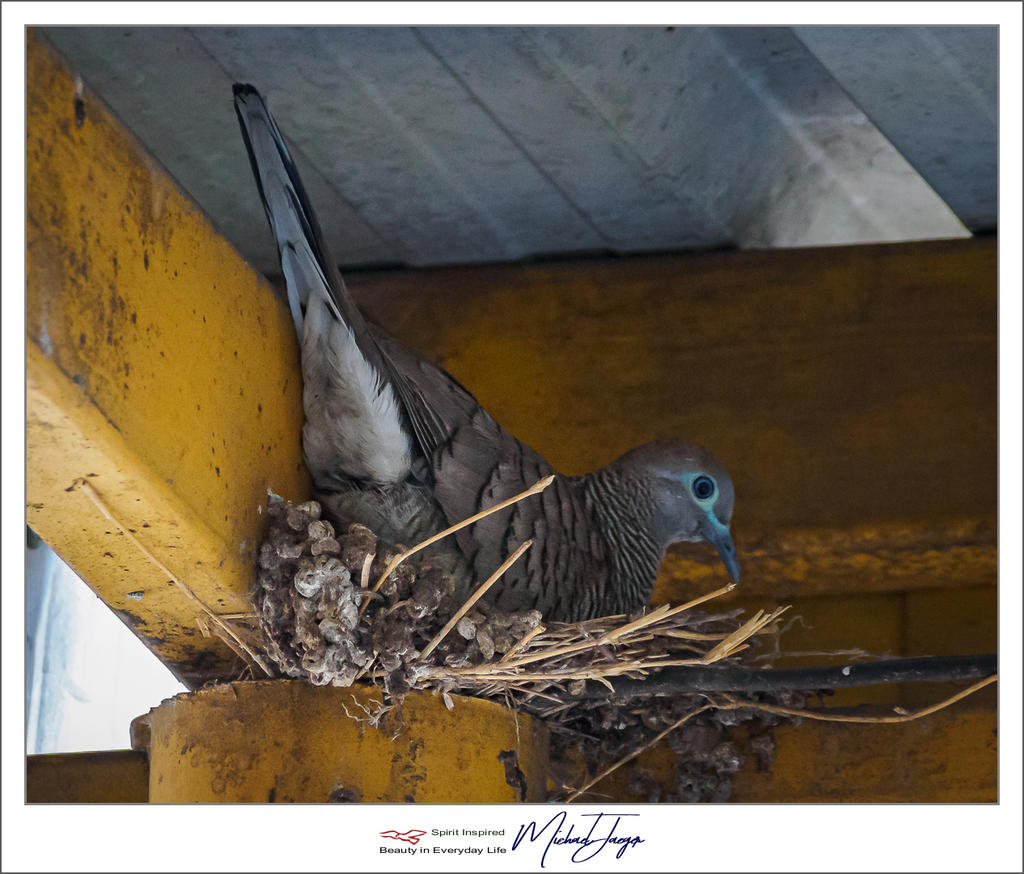 vogel-bird-4.jpg