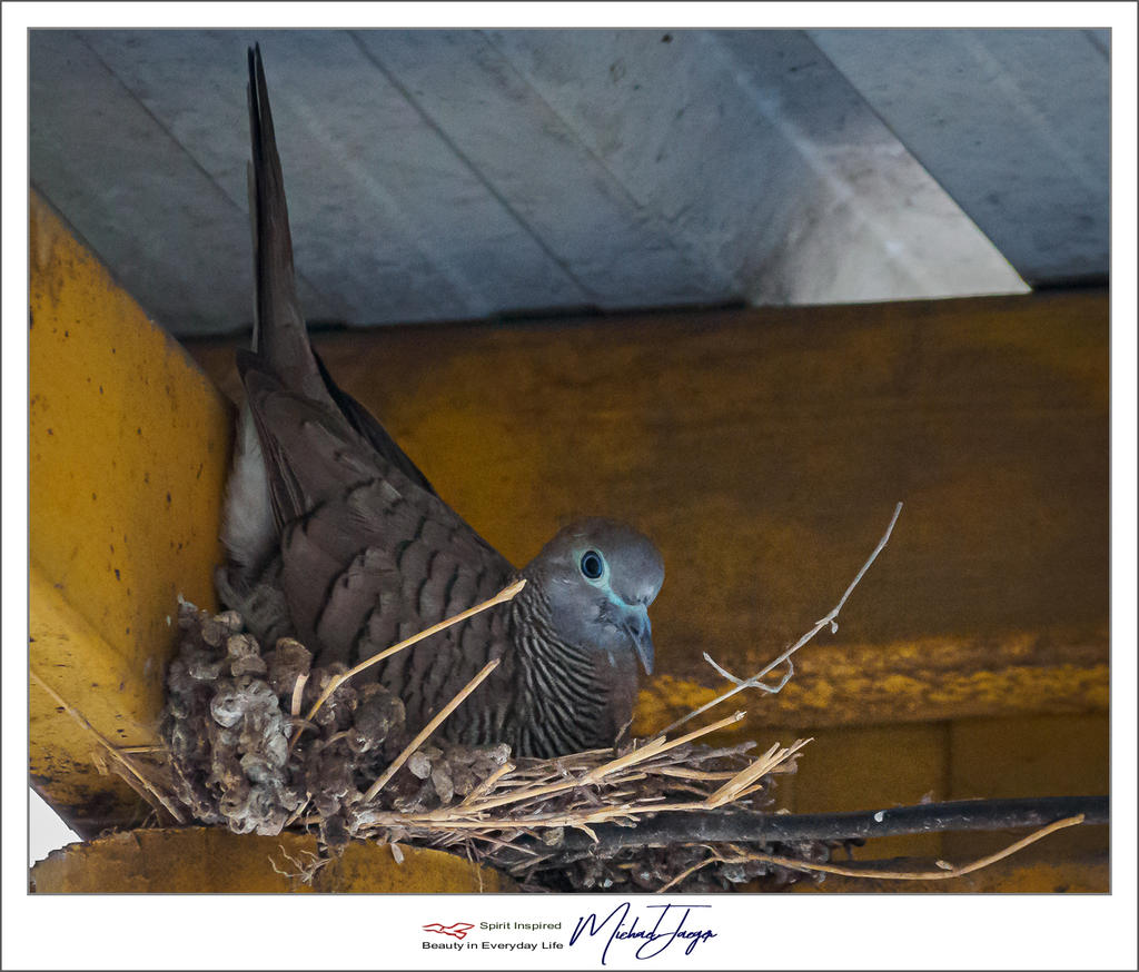 vogel-bird-5.jpg