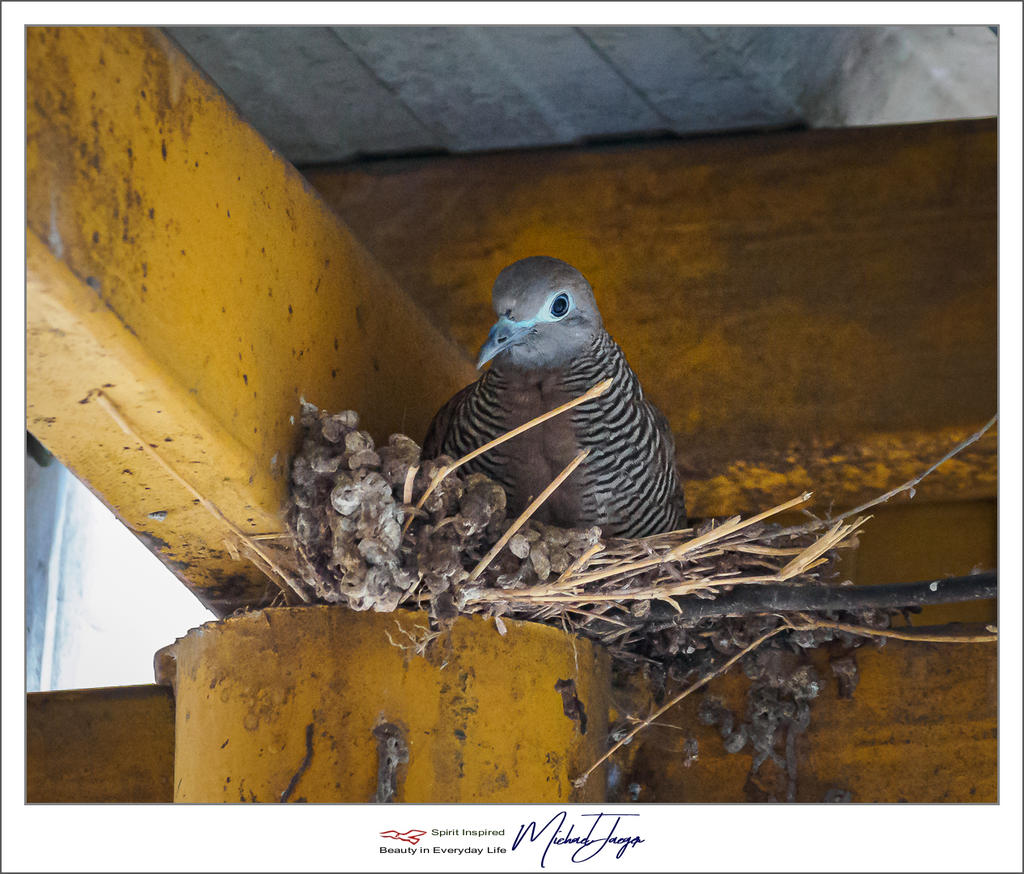 vogel-bird-7.jpg
