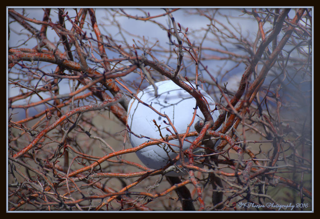 Volleyball in a Tree 3-9-2016.jpg