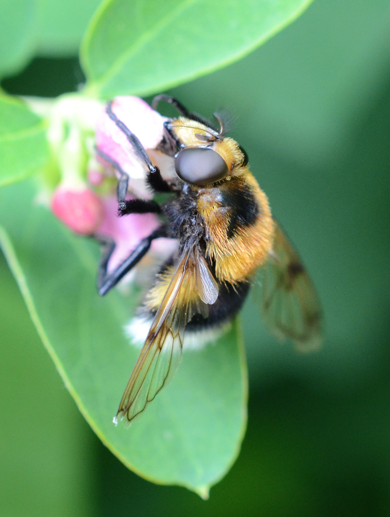 Volucella bombylans female.jpg