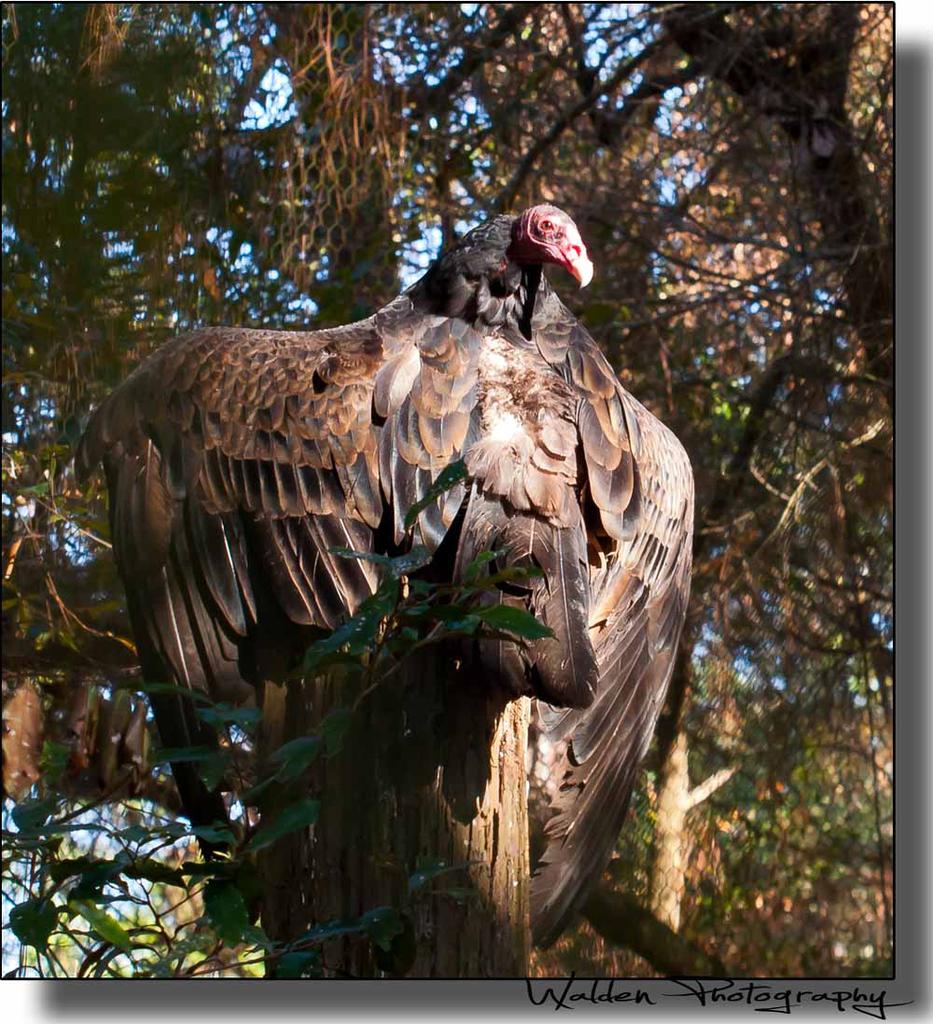 Vulture 1.jpg