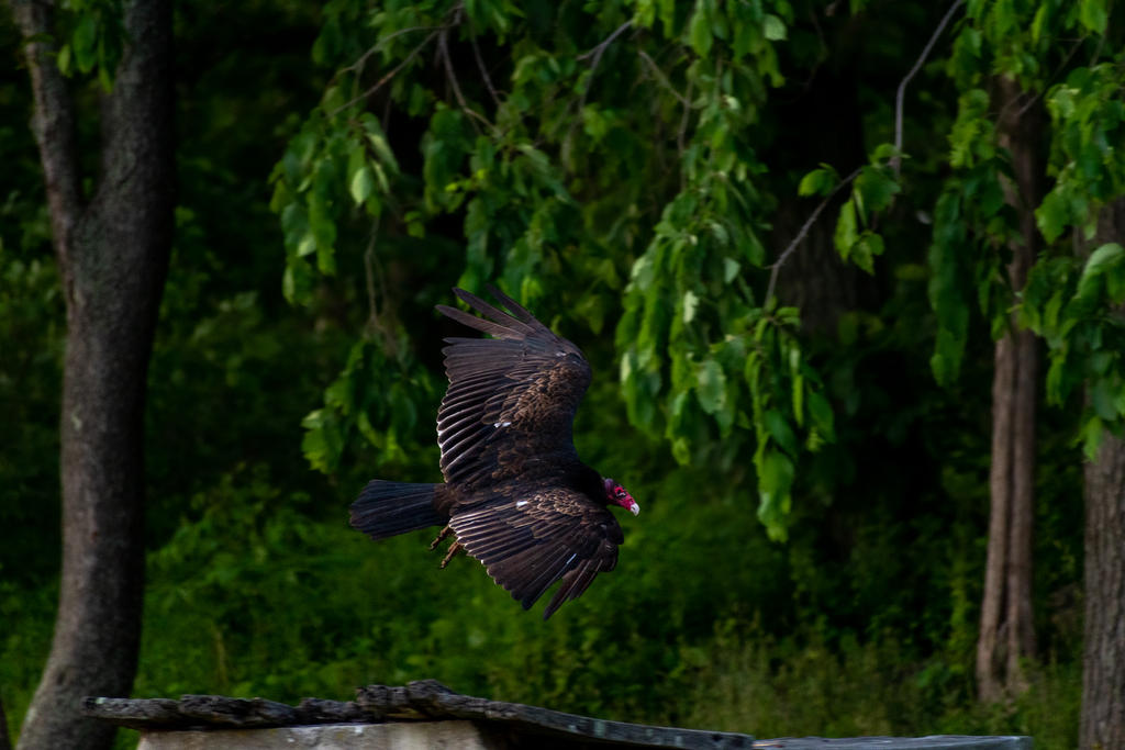 Vulture 2 Enhanced-6.jpg