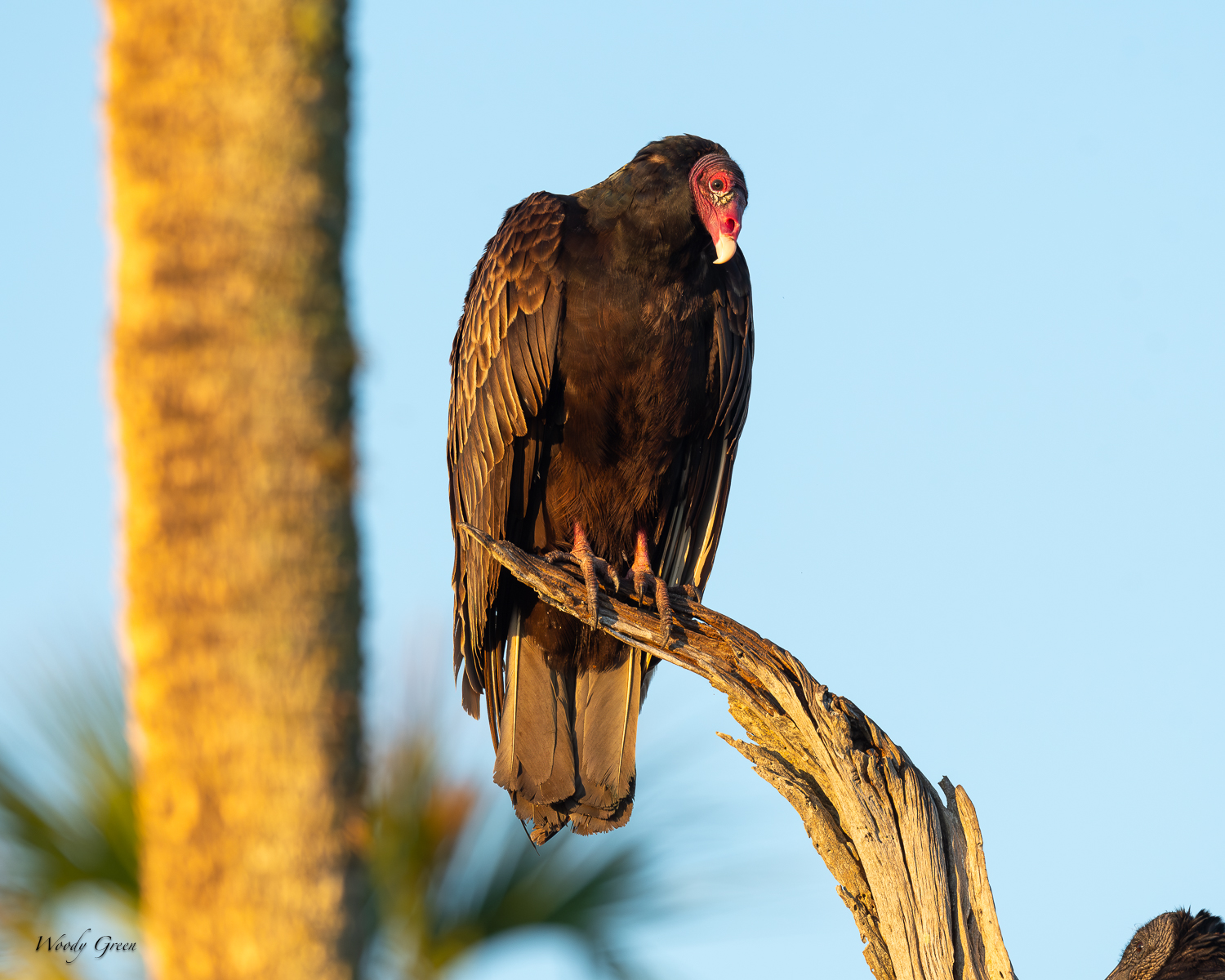 Vulture-615.jpg