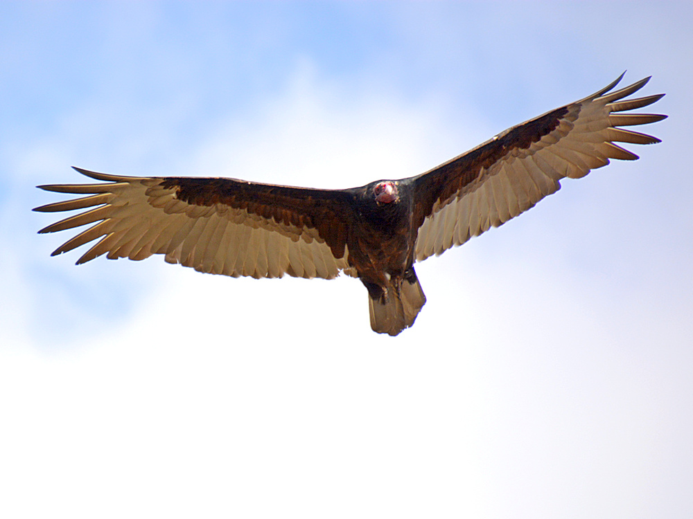 Vulture.jpg