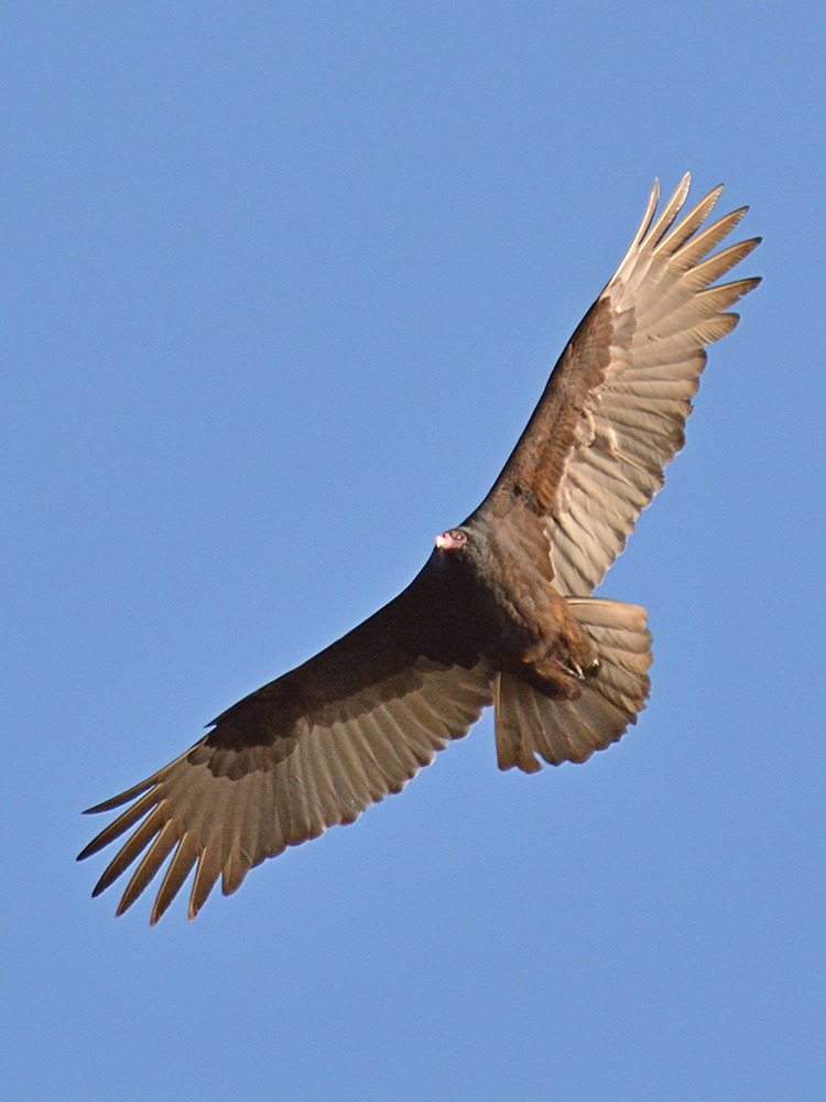 Vulture.jpg