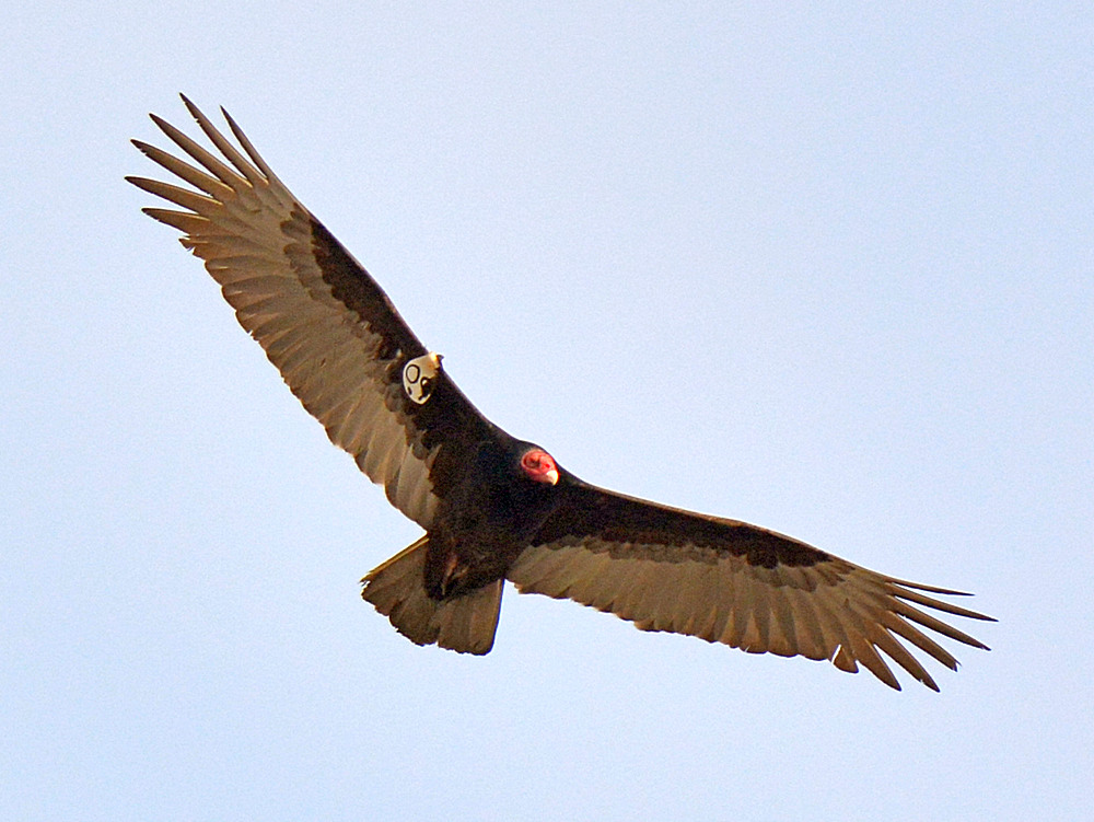 Vulture.jpg