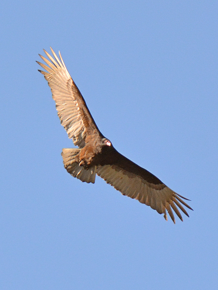 Vulture.jpg