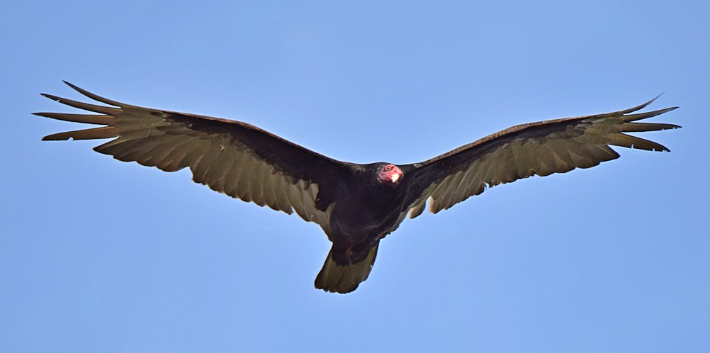 Vulture.jpg
