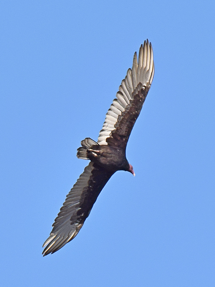 Vulture.jpg