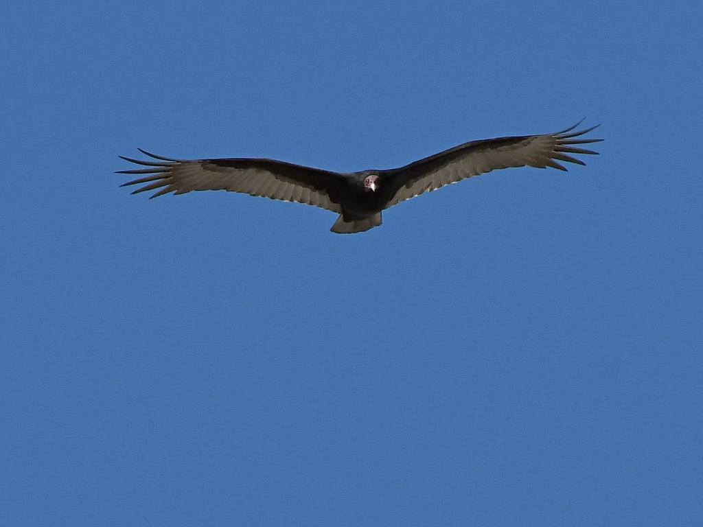 Vulture.jpg