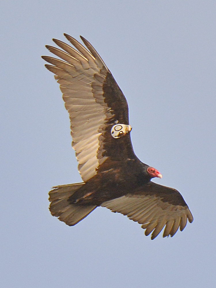 Vulture2.jpg