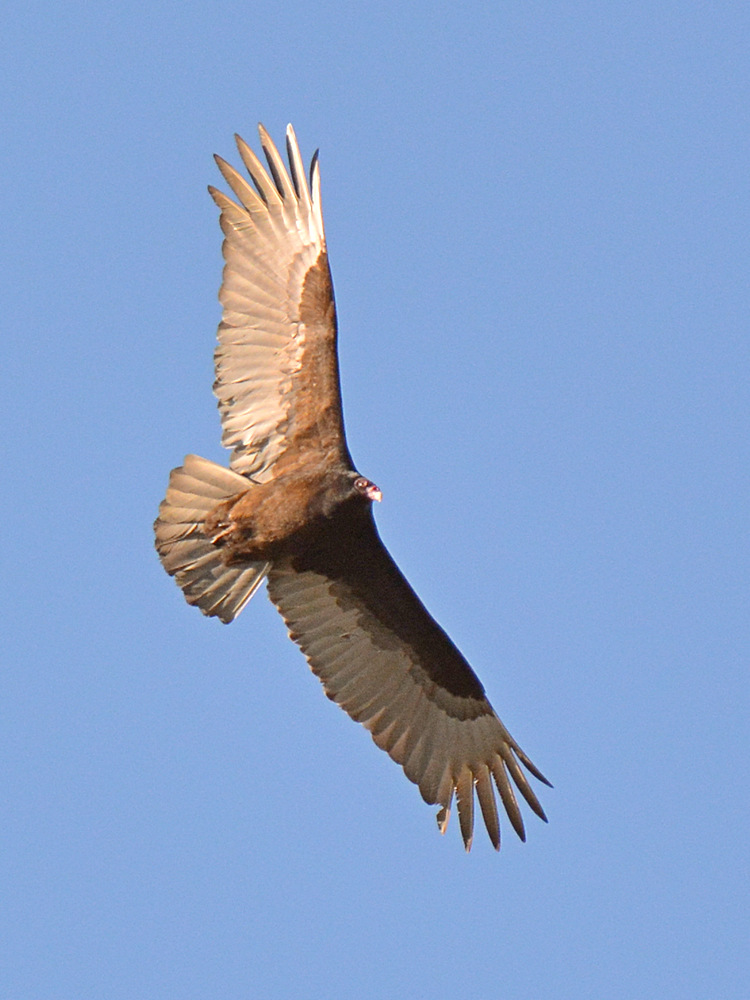 Vulture2.jpg