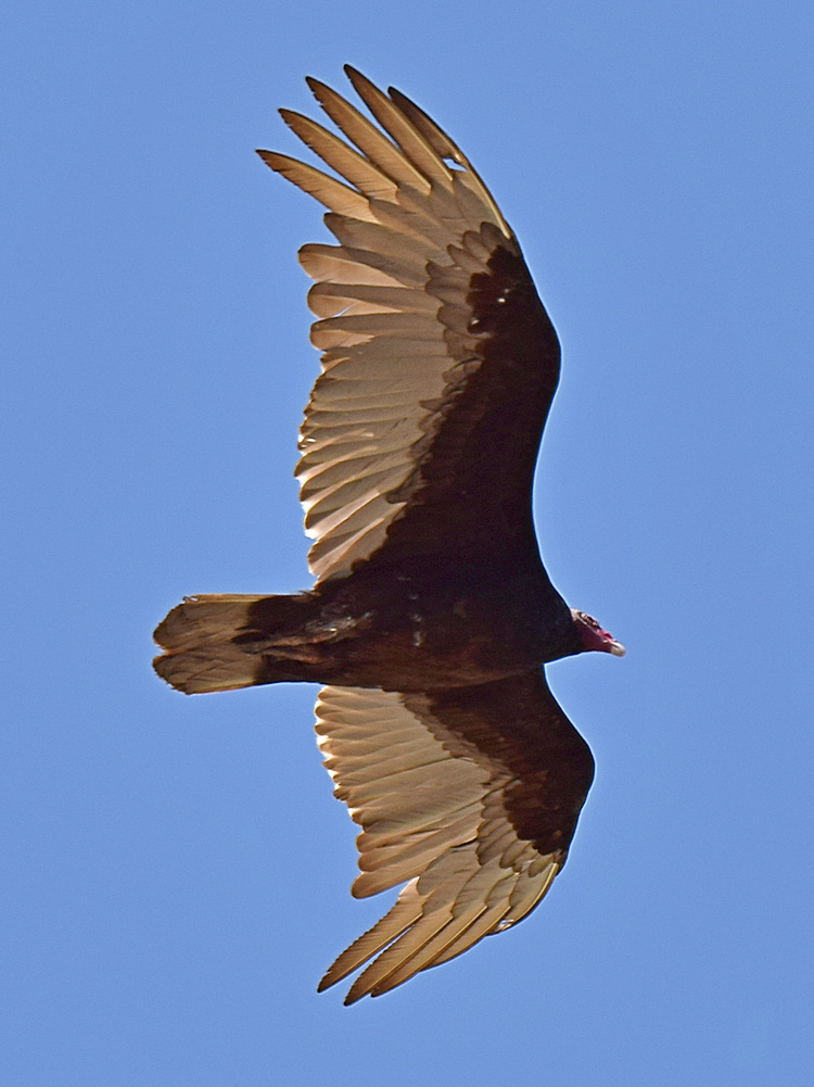 Vulture2.jpg