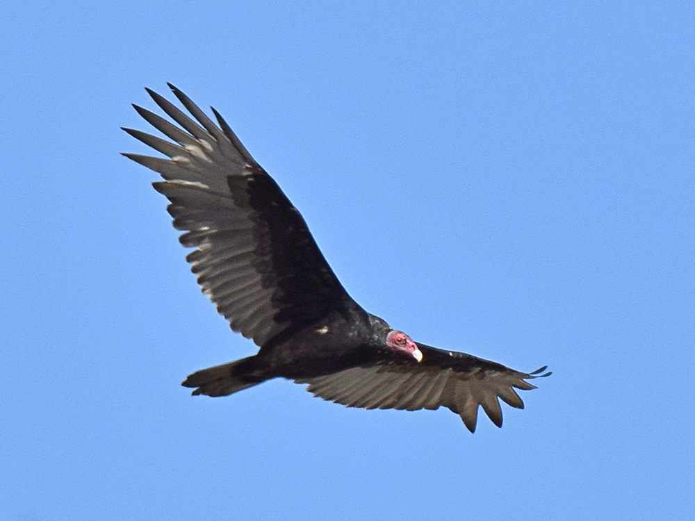 Vulture2.jpg
