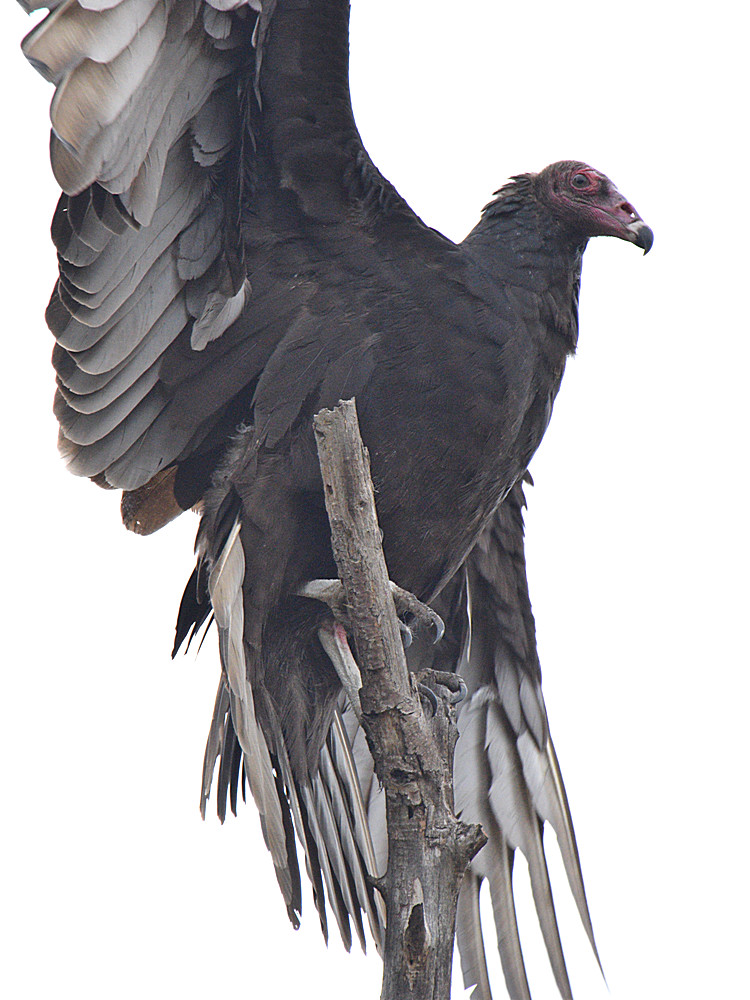 Vulture2.jpg