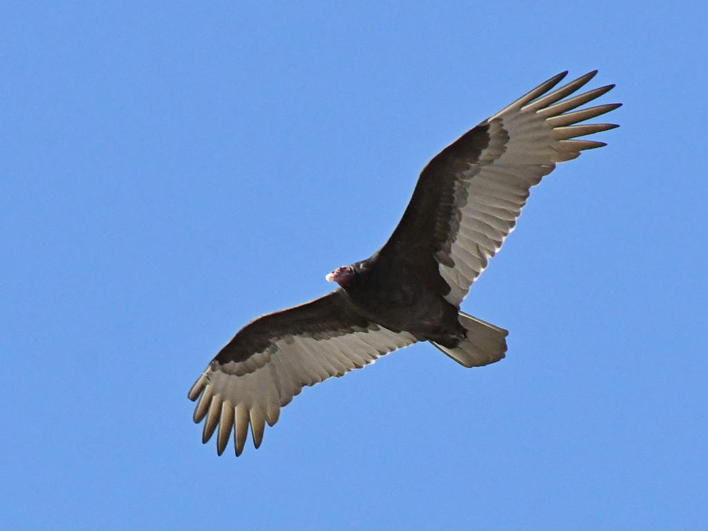 Vulture2.jpg