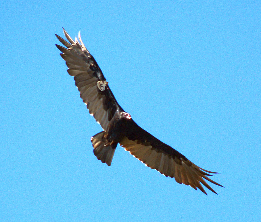 Vulture3.jpg