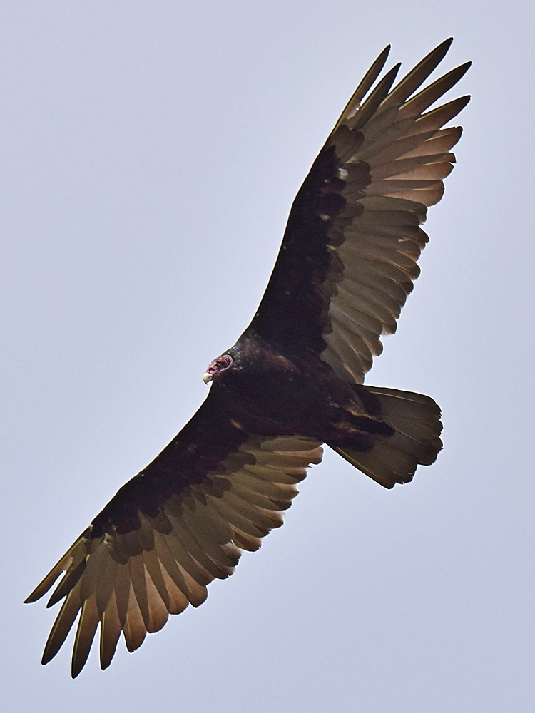 Vulture3.jpg