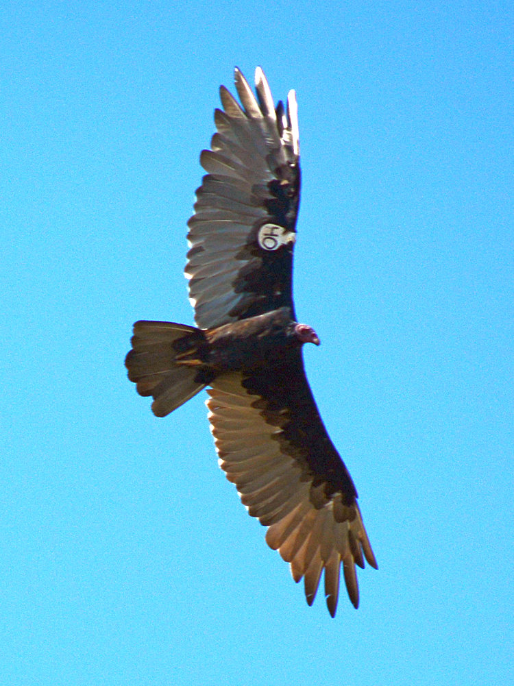 Vulture4.jpg