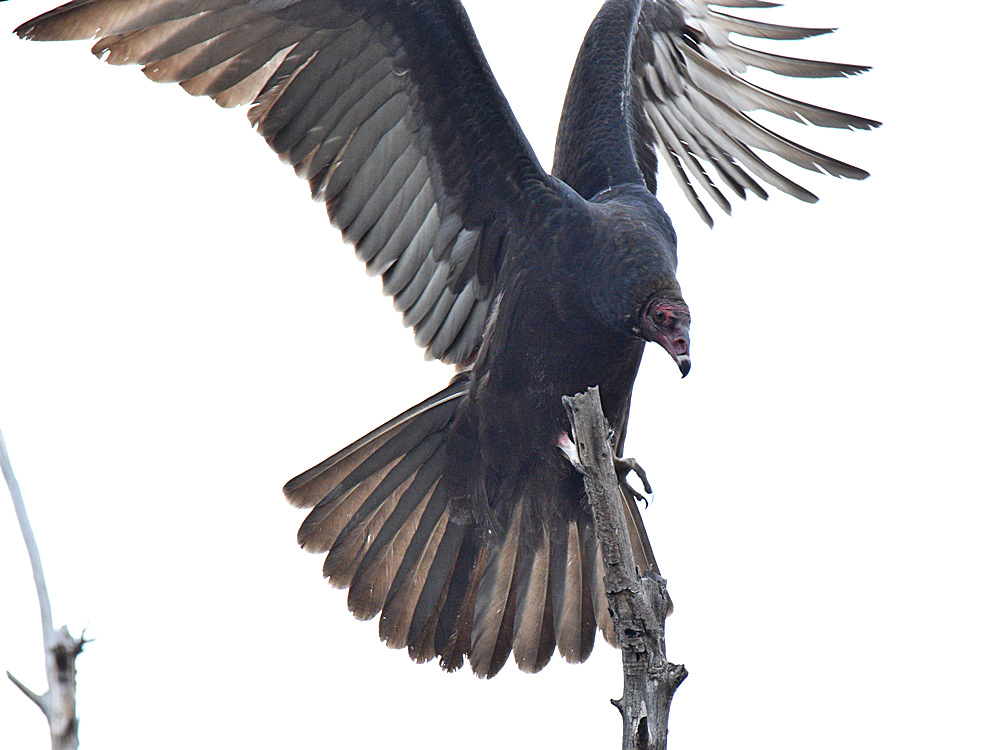 Vulture4.jpg