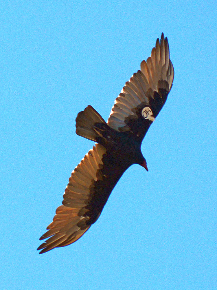 Vulture5.jpg