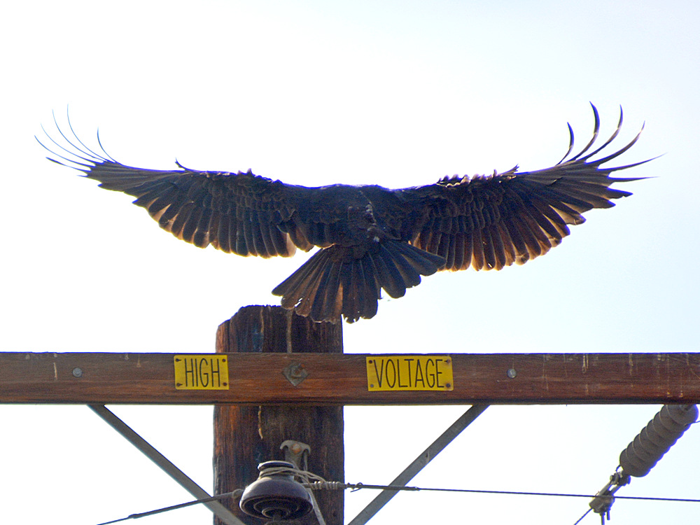 Vulture5.jpg
