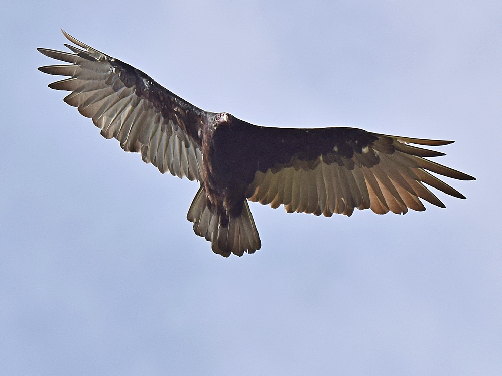 Vulture5.jpg